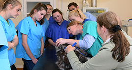 Veterinary Science Accelerated Graduate Entry students observing the examination of a cats mouth